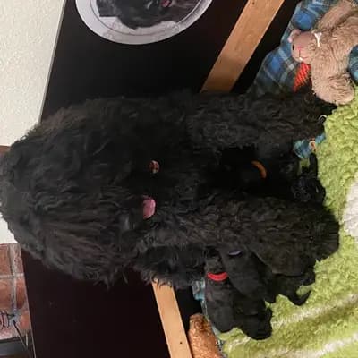 Bild aus Bouviers des Flandres vom Spicher Wäldchen in Nordrhein-Westfalen, wo unsere Bouvier des Flandres-Hunde in einer liebevollen Umgebung aufwachsen.