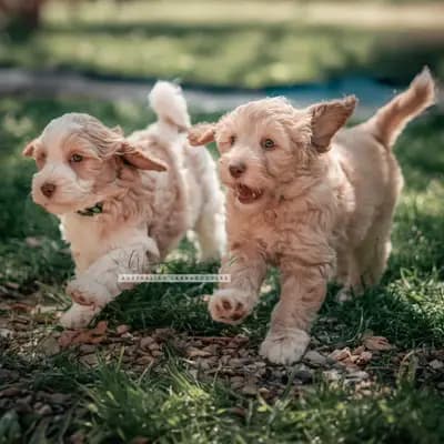 Bild aus Doodles of Windrunner in Nordrhein-Westfalen, wo unsere Australian Labradoodle-Hunde in einer liebevollen Umgebung aufwachsen.