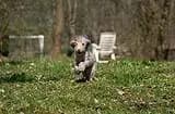 Bild aus The Bushwalker  in Niedersachsen, wo unsere Bedlington Terrier-Hunde in einer liebevollen Umgebung aufwachsen.