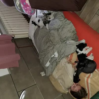 Bild aus Luch's Black Guardian  in Brandenburg, wo unsere Chinese Crested Dog-Hunde in einer liebevollen Umgebung aufwachsen.