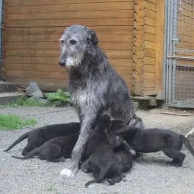 Galerie-Bild von Dahmraks Irish Wolfhounds in Bayern, mit Eindrücken unserer Irish Wolfhound-Zucht.