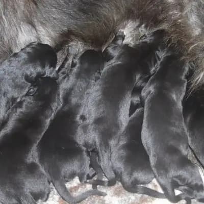 Foto des N-Wurf von Irish Wolfhound in Dahmraks Irish Wolfhounds, aufgenommen in Bayern.