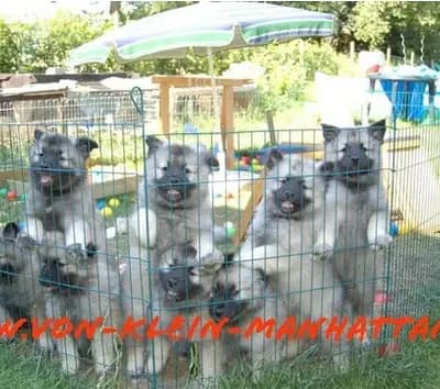 Bild aus Wolfsspitze von Klein Manhattan in Nordrhein-Westfalen, wo unsere Wolfsspitz-Hunde in einer liebevollen Umgebung aufwachsen.