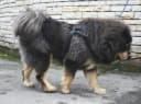 Foto der Rasse Tibet Mastiff