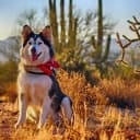 Foto der Rasse Alaskan Malamute