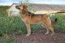 Foto der Rasse Chinook