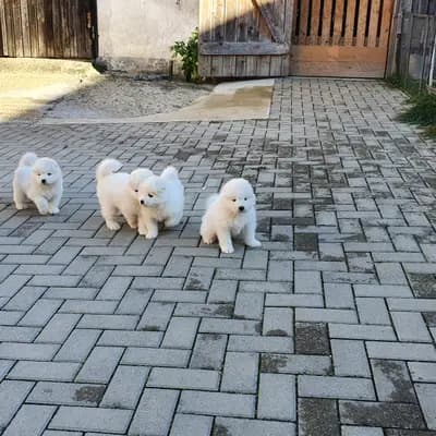 Bild aus Heavens Hayfield in Niederösterreich, wo unsere Samojede-Hunde in einer liebevollen Umgebung aufwachsen.