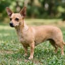 Foto der Rasse Chiweenie