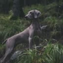 Foto der Rasse Weimaraner