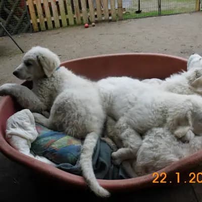 Galerie-Bild von Wigdalir Kuvasz Zucht nur mit Ungarischen Linien in Niedersachsen, mit Eindrücken unserer Kuvasz-Zucht.