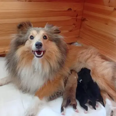Rüde 2 – Shetland Sheepdog Welpe, Baden-Württemberg, Raised by Hundezucht vom friedlichen Berg 