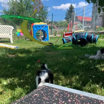 Bild aus American Schnauzer vom Pegnitztaler Land  in Bayern, wo unsere Zwergschnauzer-Hunde in einer liebevollen Umgebung aufwachsen.