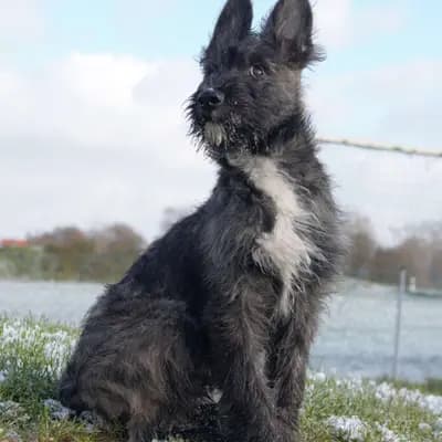 Galerie-Bild von Bouvier des Ardennes Zuchtstätte Hasenhirsch in Bayern, mit Eindrücken unserer Bouvier des Ardennes-Zucht.