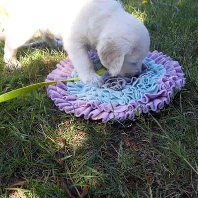 Bild aus Therapie- und Assistenzhunde von MacGold in Sachsen-Anhalt, wo unsere Golden Retriever-Hunde in einer liebevollen Umgebung aufwachsen.