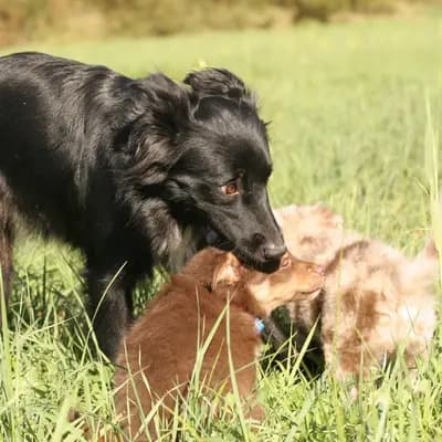 Bild aus Colorful soul in Bayern, wo unsere Australian Shepherd-Hunde in einer liebevollen Umgebung aufwachsen.