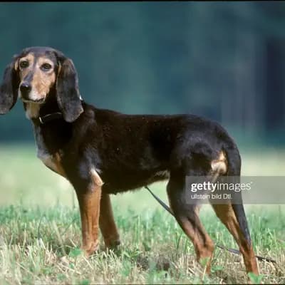Jura Niederlaufhund – Hunderasse