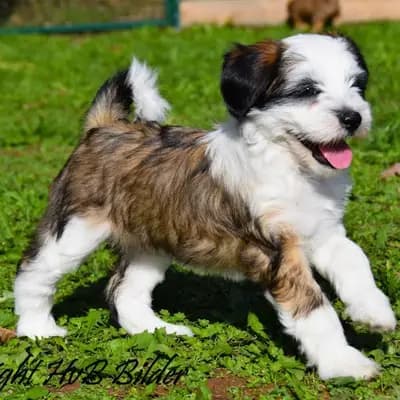 Galerie-Bild von "Tingsha"  Tibet Terrier von Unterfranken in Bayern, mit Eindrücken unserer Tibet Terrier-Zucht.