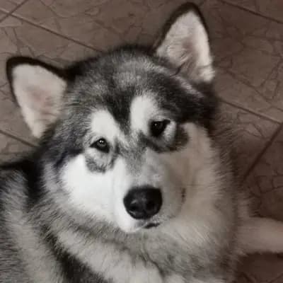 Foto von Salamandra Inditarod, einem Alaskan Malamute-Elternhund in Niedersachsen.