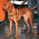 Foto der Rasse Magyar Vizsla
