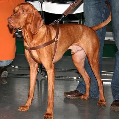 Magyar Vizsla – Hunderasse
