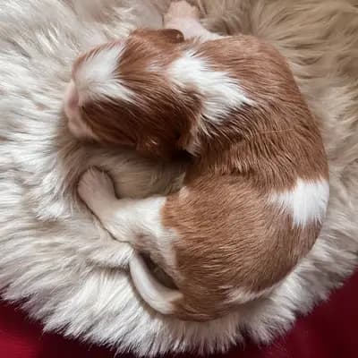 Foto von Björn, einem Cavalier King Charles Spaniel-Welpe in Rheinland-Pfalz.