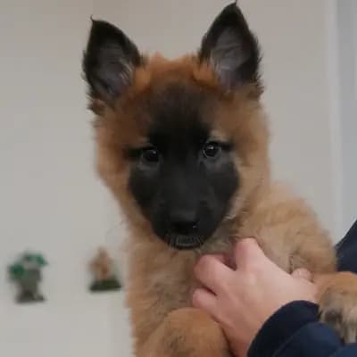 Ralf