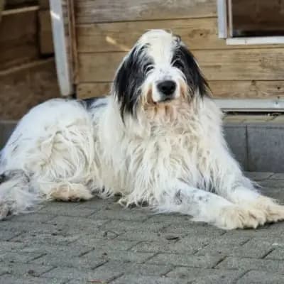 Tudorico (Toto)