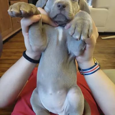 Foto von !VERKAUFT! MAILY (kleine Prinzessin), einem Weimaraner (kurzhaar)-Welpe in Niederösterreich.