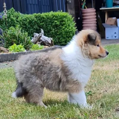 Wurf vom 10.04.2025 – Collie (Langhaar) Welpe, Niedersachsen, 由...饲养 Magic Highland Collies