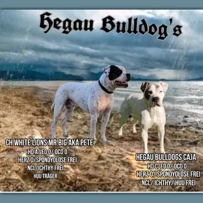Galerie-Bild von Hegau Bulldog's  in Baden-Württemberg, mit Eindrücken unserer American Bulldog-Zucht.