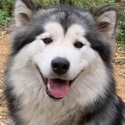 B-Wurf – 伯恩山犬 Wurf, Rheinland Pfalz, 由...饲养 Berner Sennenhunde vom Geildorfer Bach