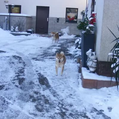 Bild aus Shiba Inu Zucht aus Nippon's Reich in Sachsen, wo unsere Shiba Inu-Hunde in einer liebevollen Umgebung aufwachsen.