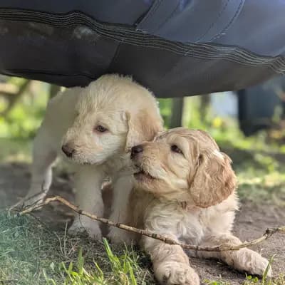Bild aus ChocoDoodle in Niedersachsen, wo unsere Labradoodle (Labrador x Pudel)-Hunde in einer liebevollen Umgebung aufwachsen.