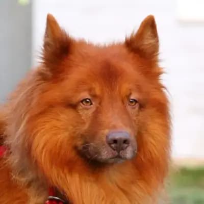 Thorin