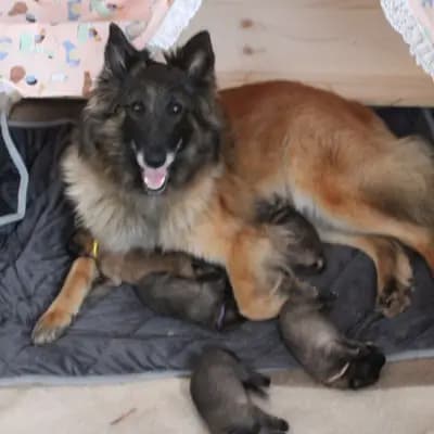 Galerie-Bild von Tervueren vom Stockmars Wälchen in Thüringen, mit Eindrücken unserer Tervueren-Zucht.