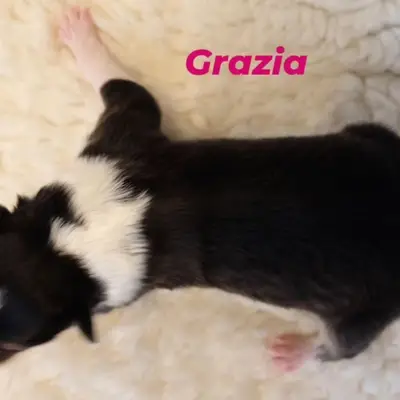 Grazia von der Brettachwiese – Collie (Langhaar) Welpe, Baden-Württemberg, Raised by Collies von der Brettachwiese 