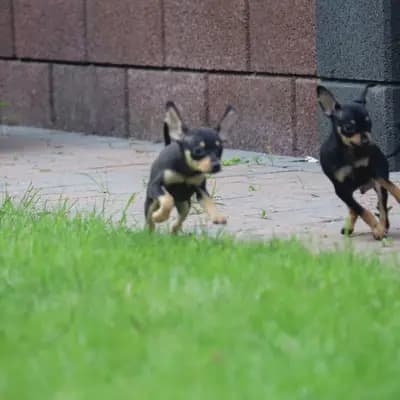 Lulu – Russkiy Toy (Russischer Toy) Welpe, Niedersachsen, 由...饲养 Hundezucht "von Toy-Hit"