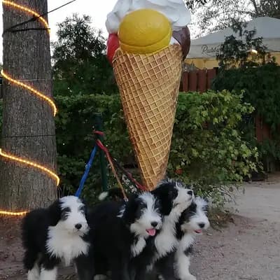 Titelbild von Heart Diamond Bearded Collies  in Sachsen, Heimat unserer Bearded Collie-Zucht.