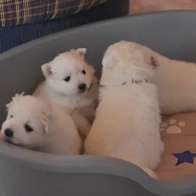 Bild aus Japanspitze von der Haager Schlossturmspitze in Bayern, wo unsere Japan Spitz-Hunde in einer liebevollen Umgebung aufwachsen.