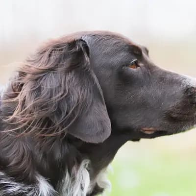 Foto von Nele, einem Kleiner Münsterländer-Elternhund in Niedersachsen.