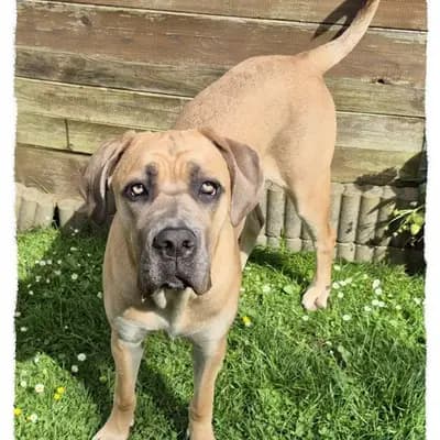 Romaner Antikdoggenhündin Isa (9 Monate alt) sucht das beste Zuhause! – Cane Corso Italiano Welpe, Nordrhein-Westfalen, 由...饲养 Romaner Antikdoggenzucht "vom römischen Reich"