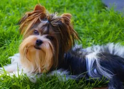 Foto von Inario, einem Biewer Terrier-Elternhund in Bayern.