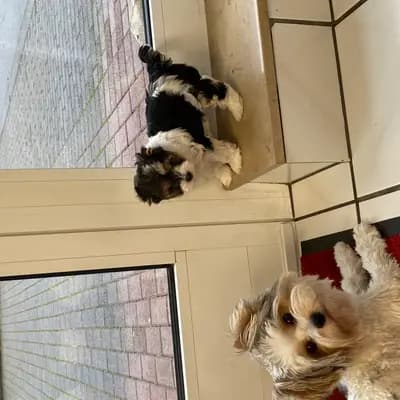 Bild aus From-Yorkshiremen  in Rhineland-Palatinate, wo unsere Yorkshire Terrier-Hunde in einer liebevollen Umgebung aufwachsen.