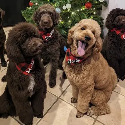 Galerie-Bild von ChocoDoodle in Niedersachsen, mit Eindrücken unserer Labradoodle (Labrador x Pudel)-Zucht.
