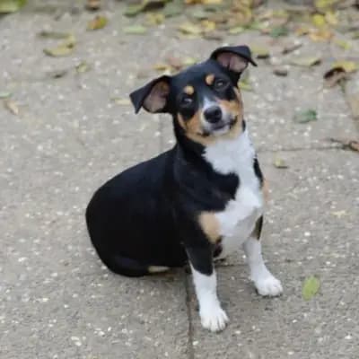 Elli