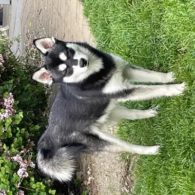 Foto von , einem Alaskan Klee Kai-Elternhund in Baden-Württemberg.