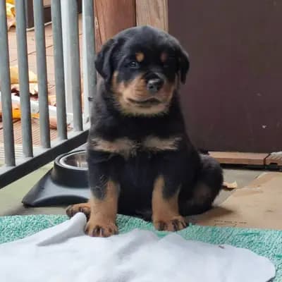 Bild aus Vom Haus Feiler  in North Rhine-Westphalia, wo unsere Rottweiler-Hunde in einer liebevollen Umgebung aufwachsen.