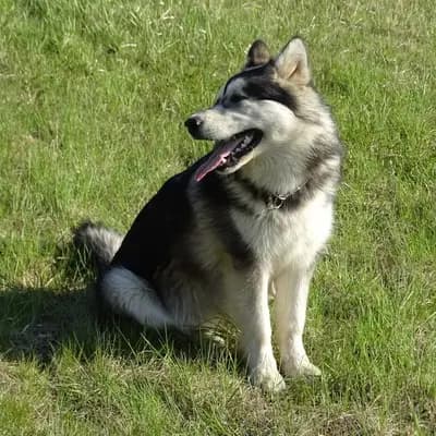 Titelbild von Yukon Alaska Malamutes in Niederösterreich, Heimat unserer Alaskan Malamute-Zucht.
