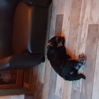 Bild aus Of Sunflower in Hessen, wo unsere Yorkshire Terrier-Hunde in einer liebevollen Umgebung aufwachsen.