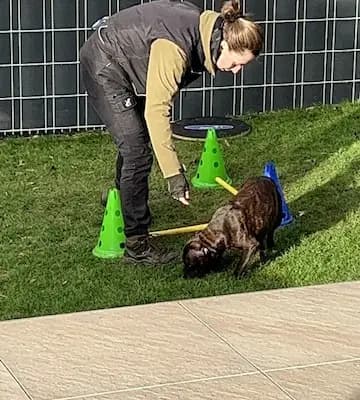 Galerie-Bild von MeinHeart Staff’s  in Sachsen, mit Eindrücken unserer Staffordshire Bull Terrier-Zucht.